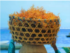 Desa Menunggu Gurameh yang Datang Mujaer