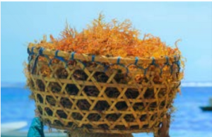 Desa Menunggu Gurameh yang Datang Mujaer